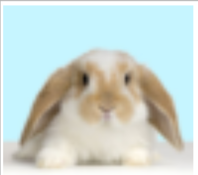 Processed bunny input