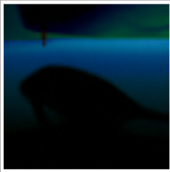 Illusion flipped: manatee
