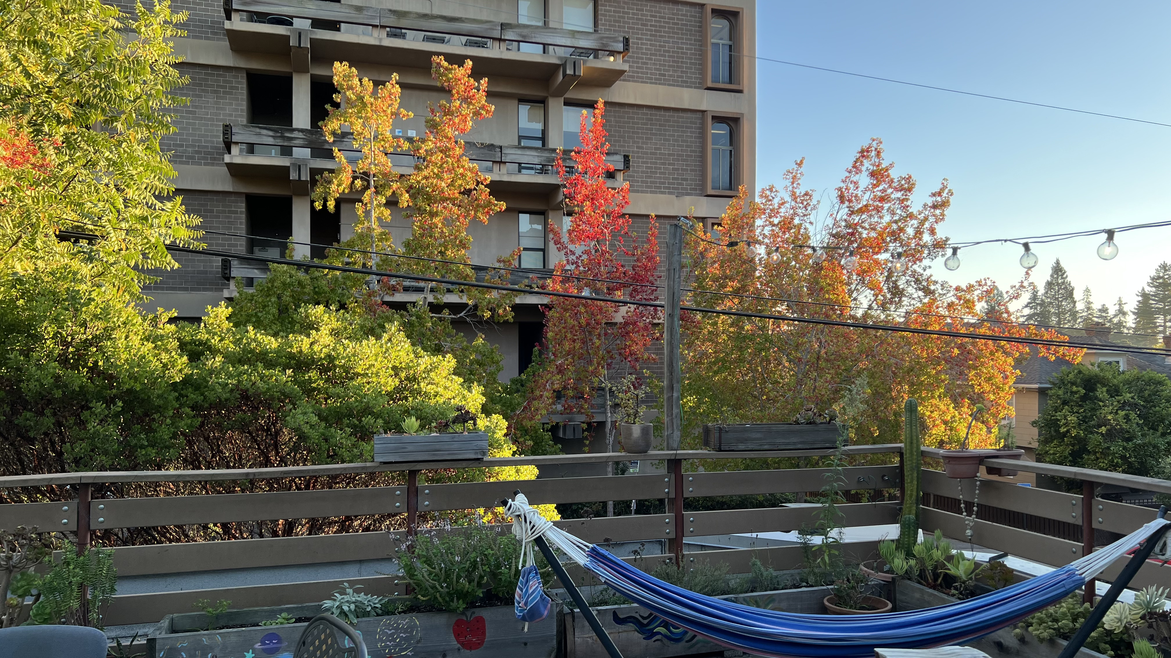 Redwood grove left view