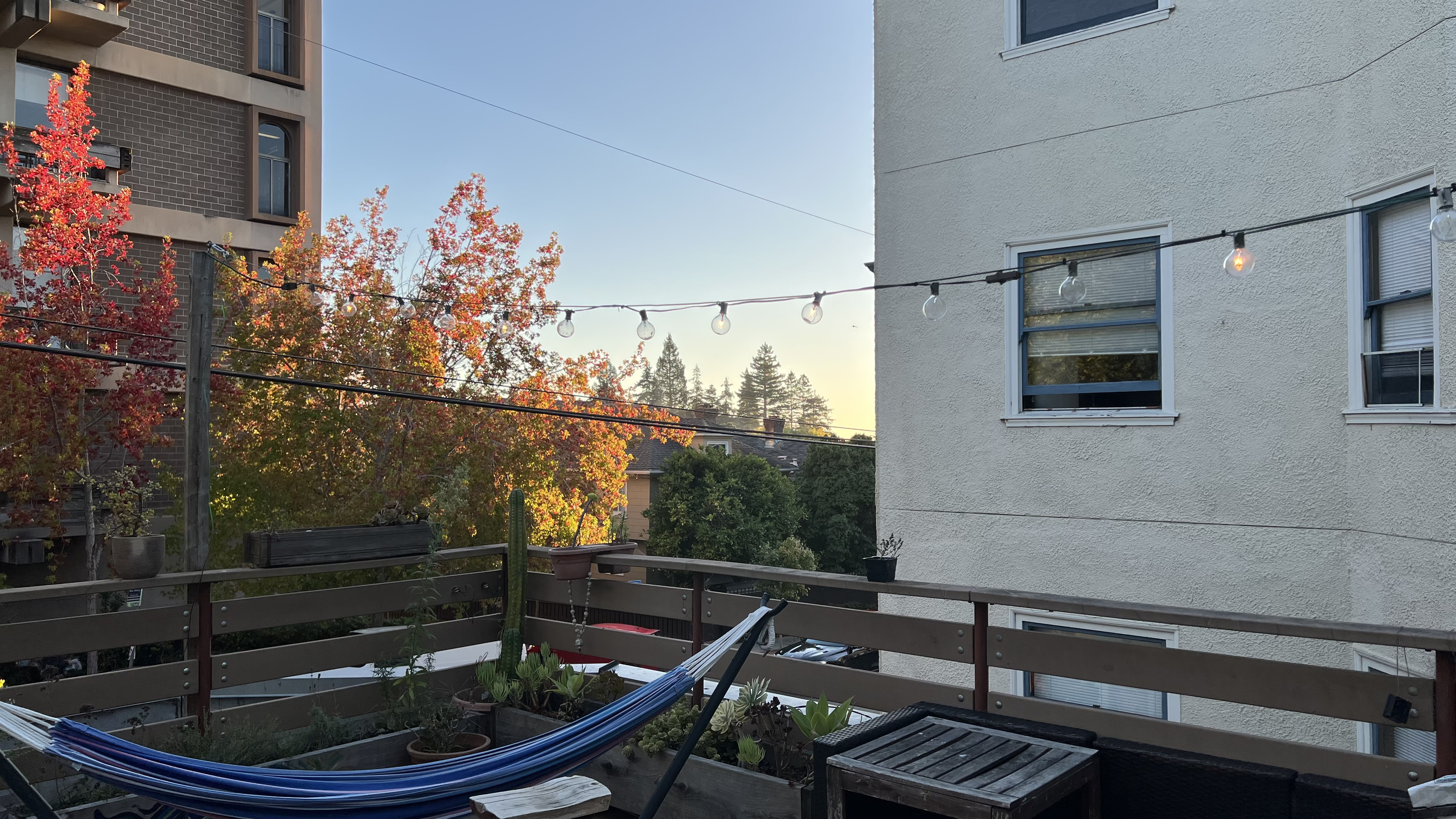 Redwood grove right view